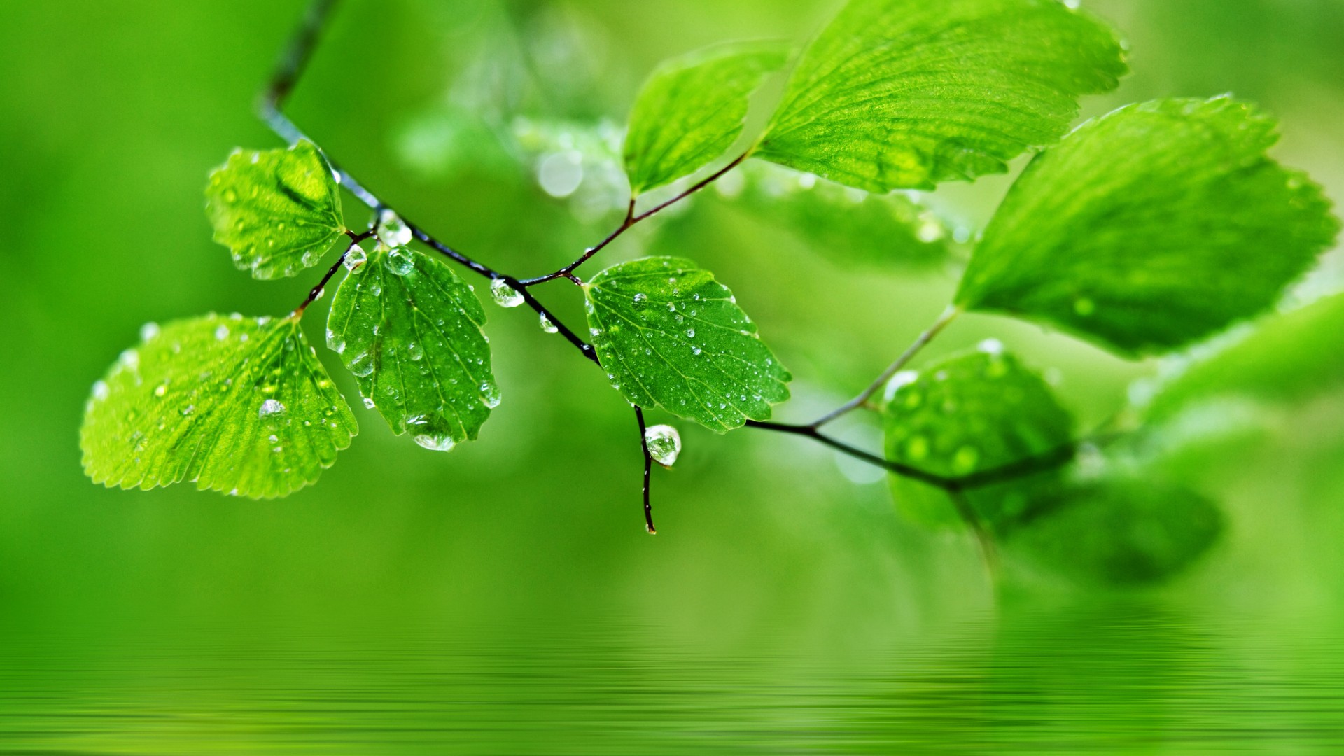 绿色自然叶子,水滴,水珠,护眼精选桌面高清壁纸