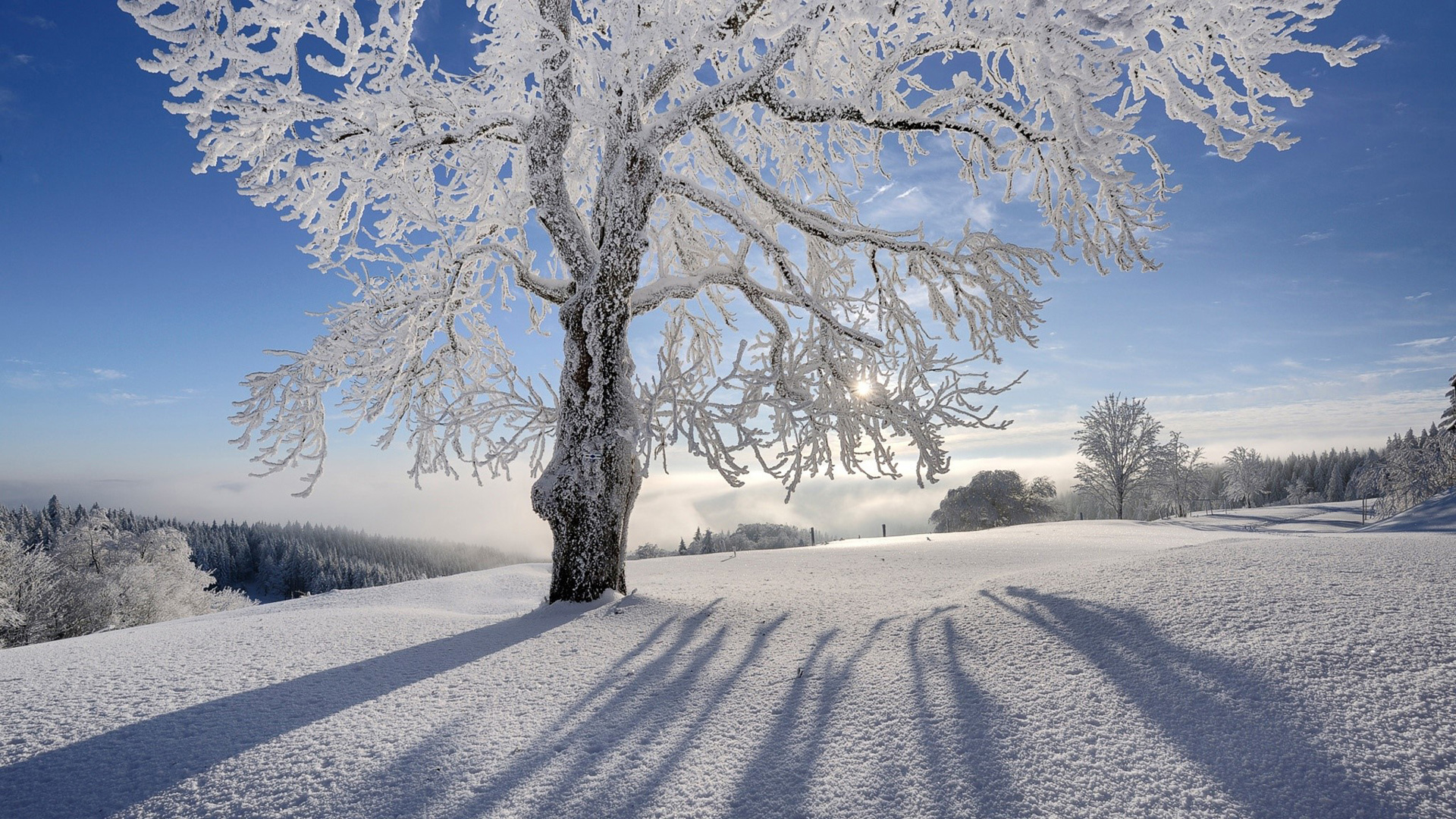 太阳光线,雪,冬天,自然,树木,风景桌面高清壁纸