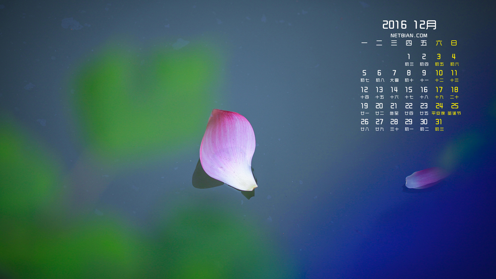 荷2016年12月日历桌面高清壁纸