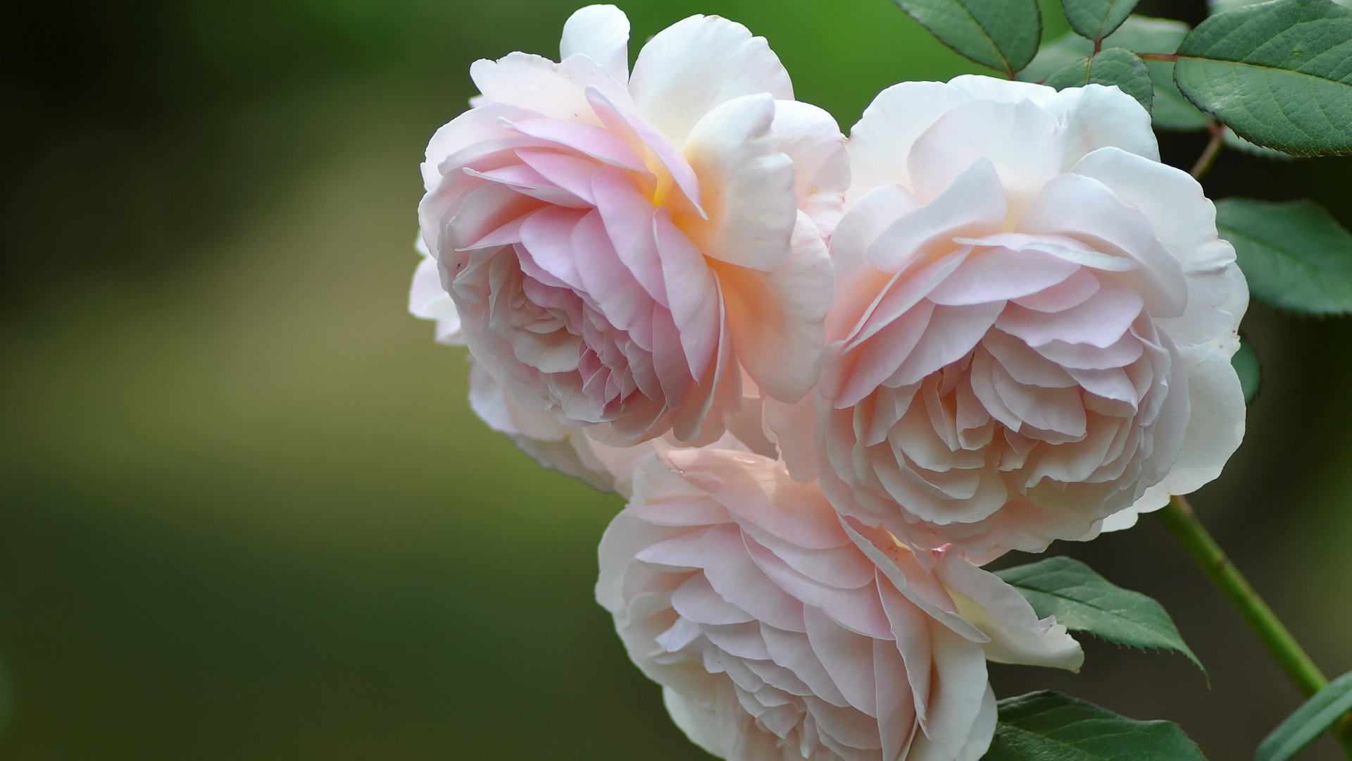 玫瑰的花蕾,粉色玫瑰花,叶子,绿色背景,桌面高清壁纸