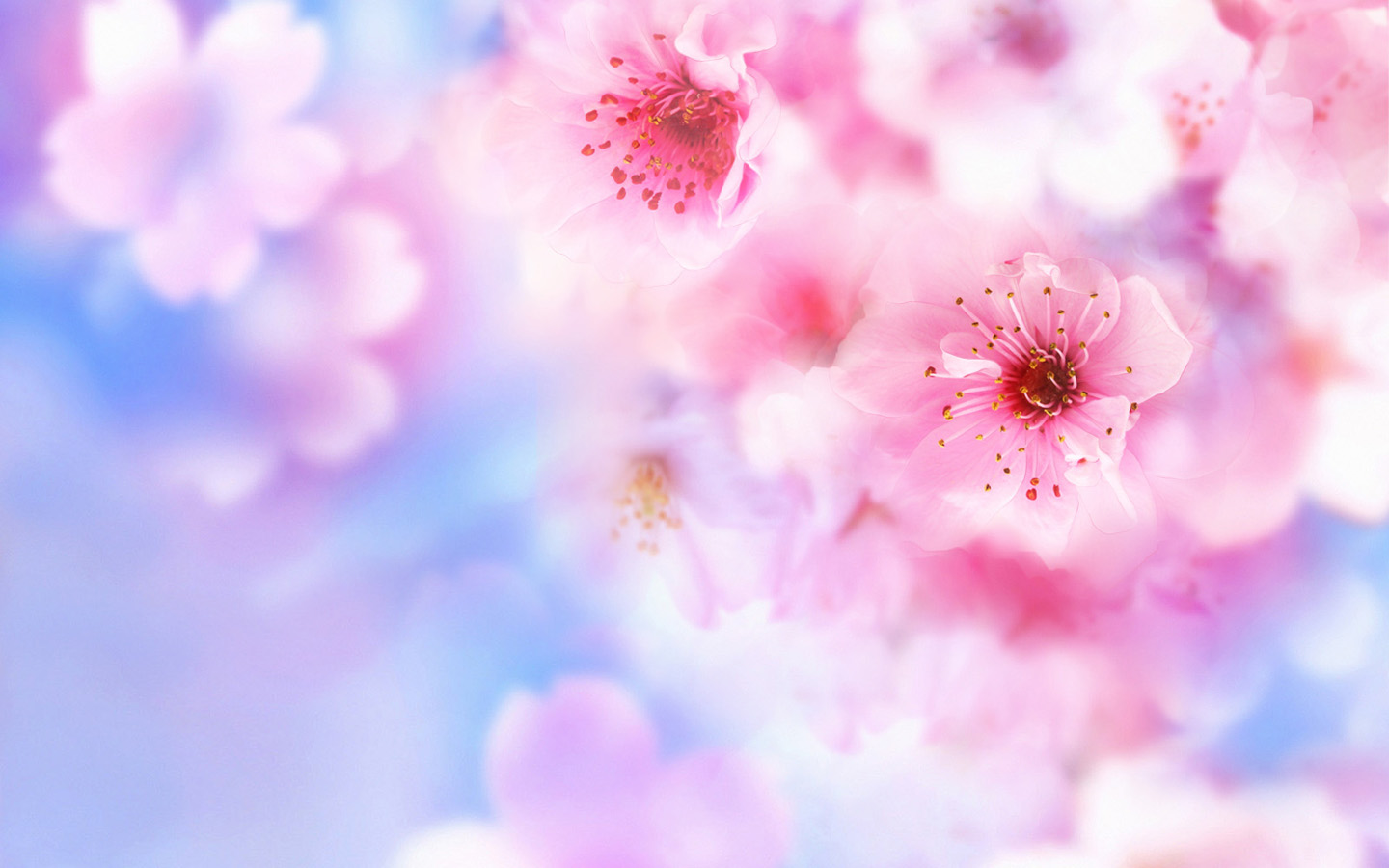 粉红的花儿高清壁纸