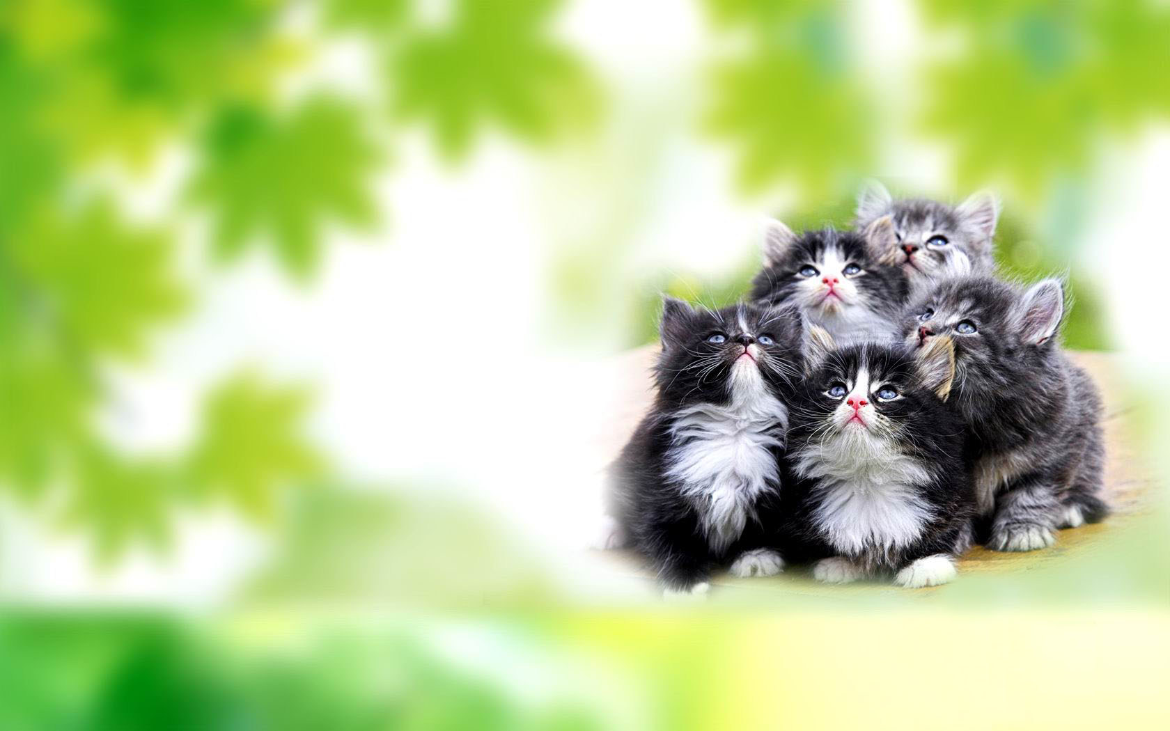 一窝猫咪可爱桌面高清壁纸