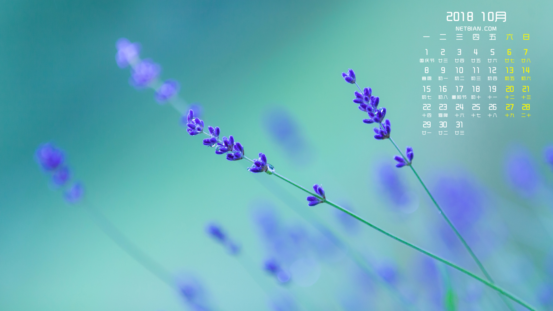 薰衣草小花2018年10月小清新日历高清壁纸