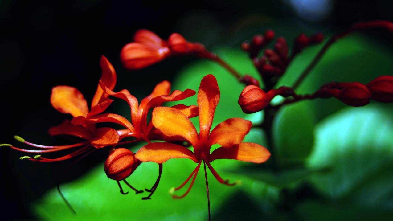 红色小花5k高清壁纸