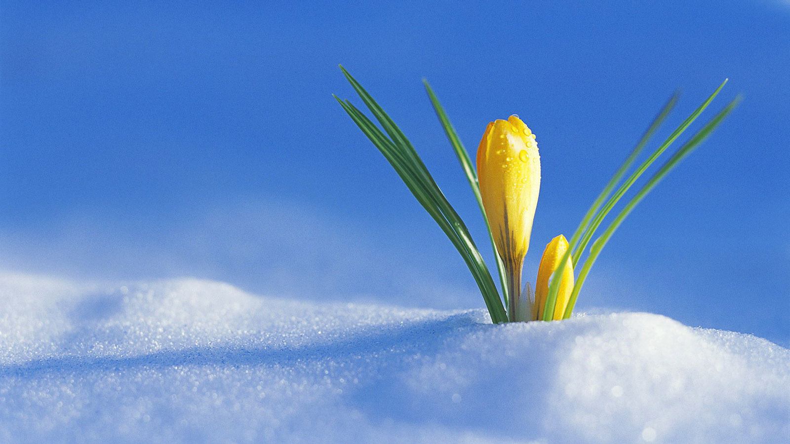 雪地植物桌面背景图片