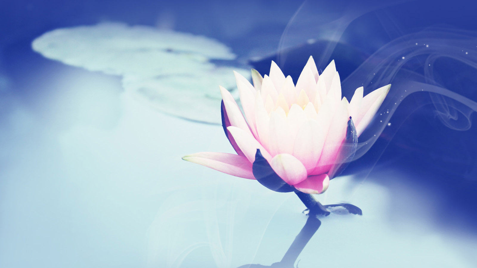 莲花电脑桌面高清壁纸