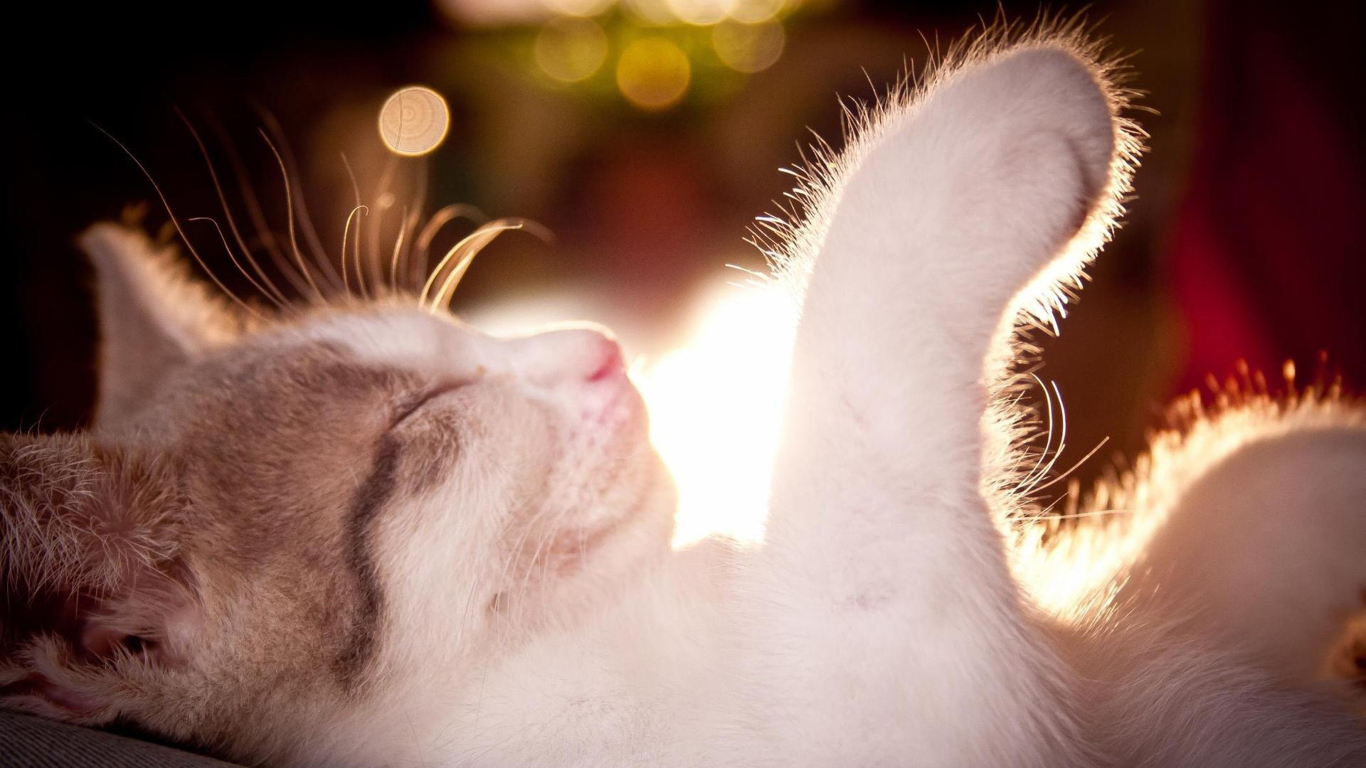 睡觉中的招财猫高清壁纸