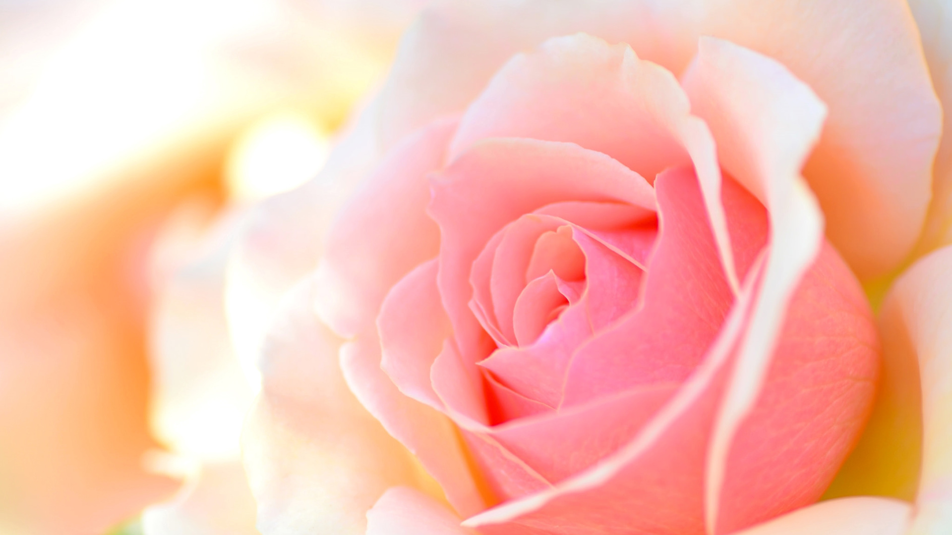 粉色玫瑰花瓣桌面高清壁纸