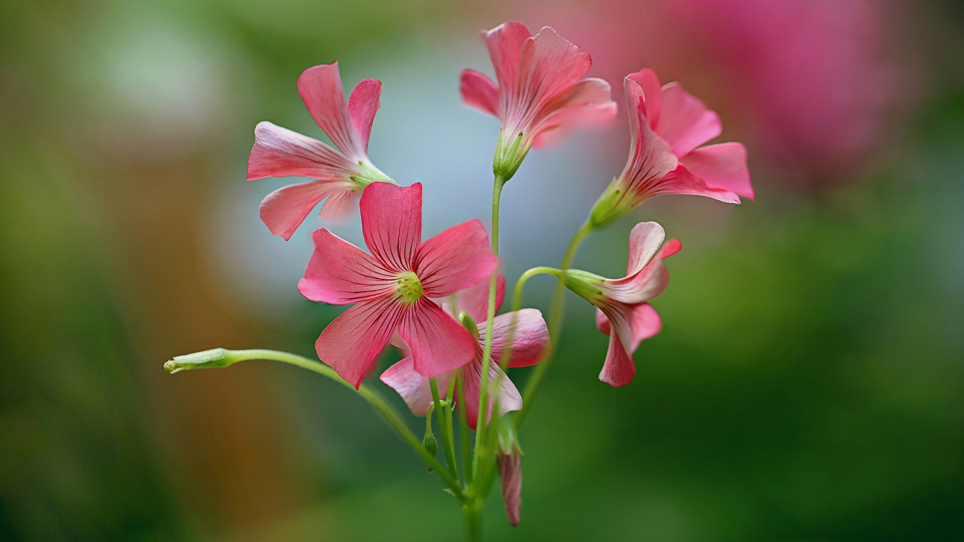 粉色花瓣桌面高清壁纸