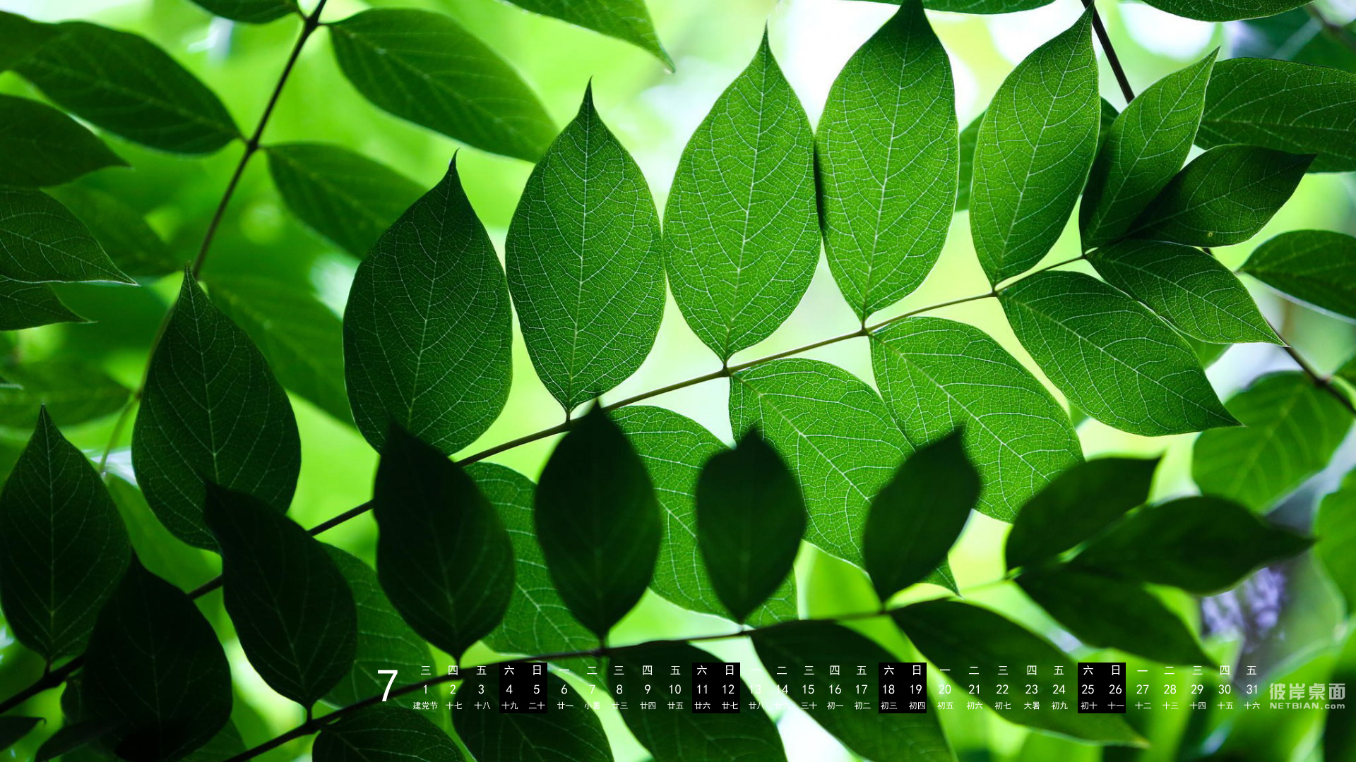 彼岸2015年7月日历护眼桌面高清壁纸 绿叶