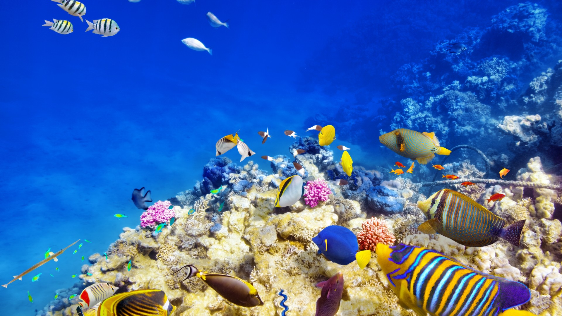 水下世界,珊瑚,珊瑚礁,热带鱼,海洋高清壁纸