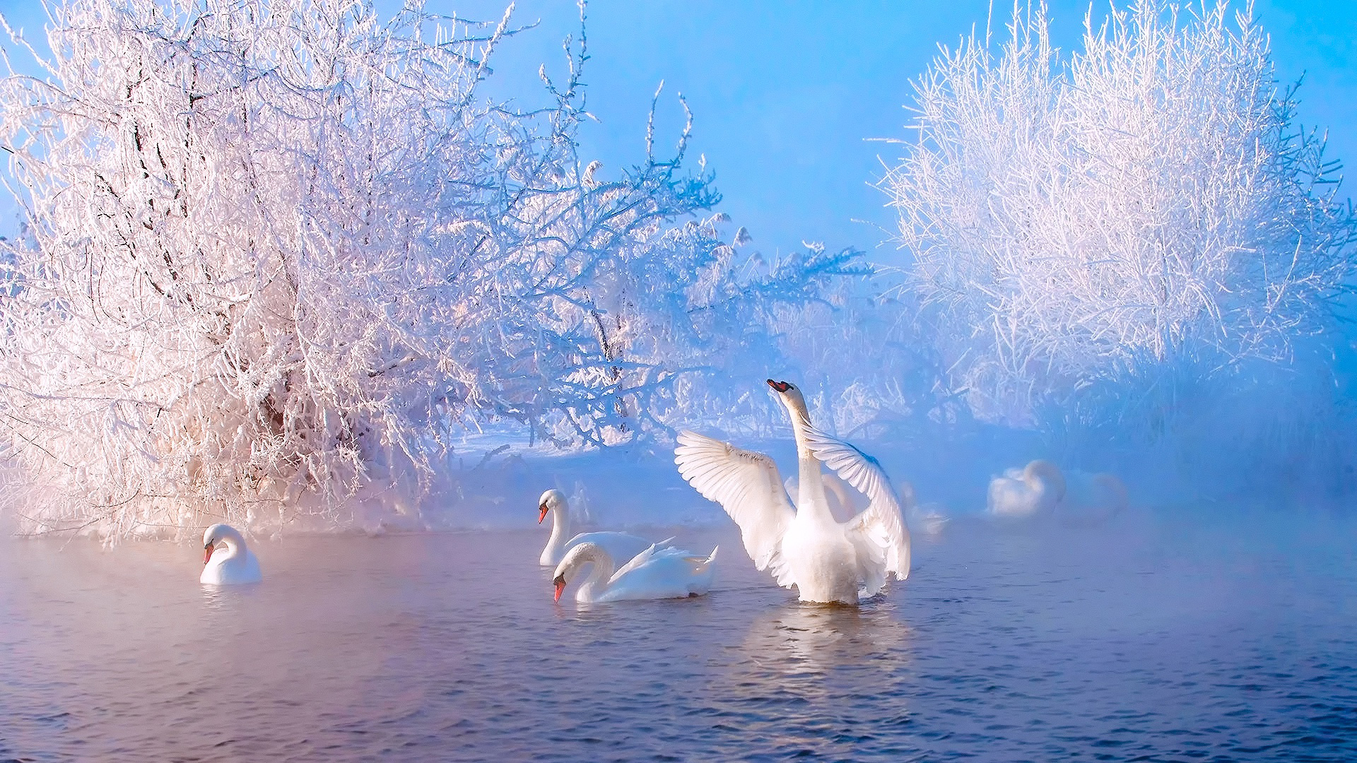 天鹅,冬天的雪,河流,湖,唯美高清壁纸