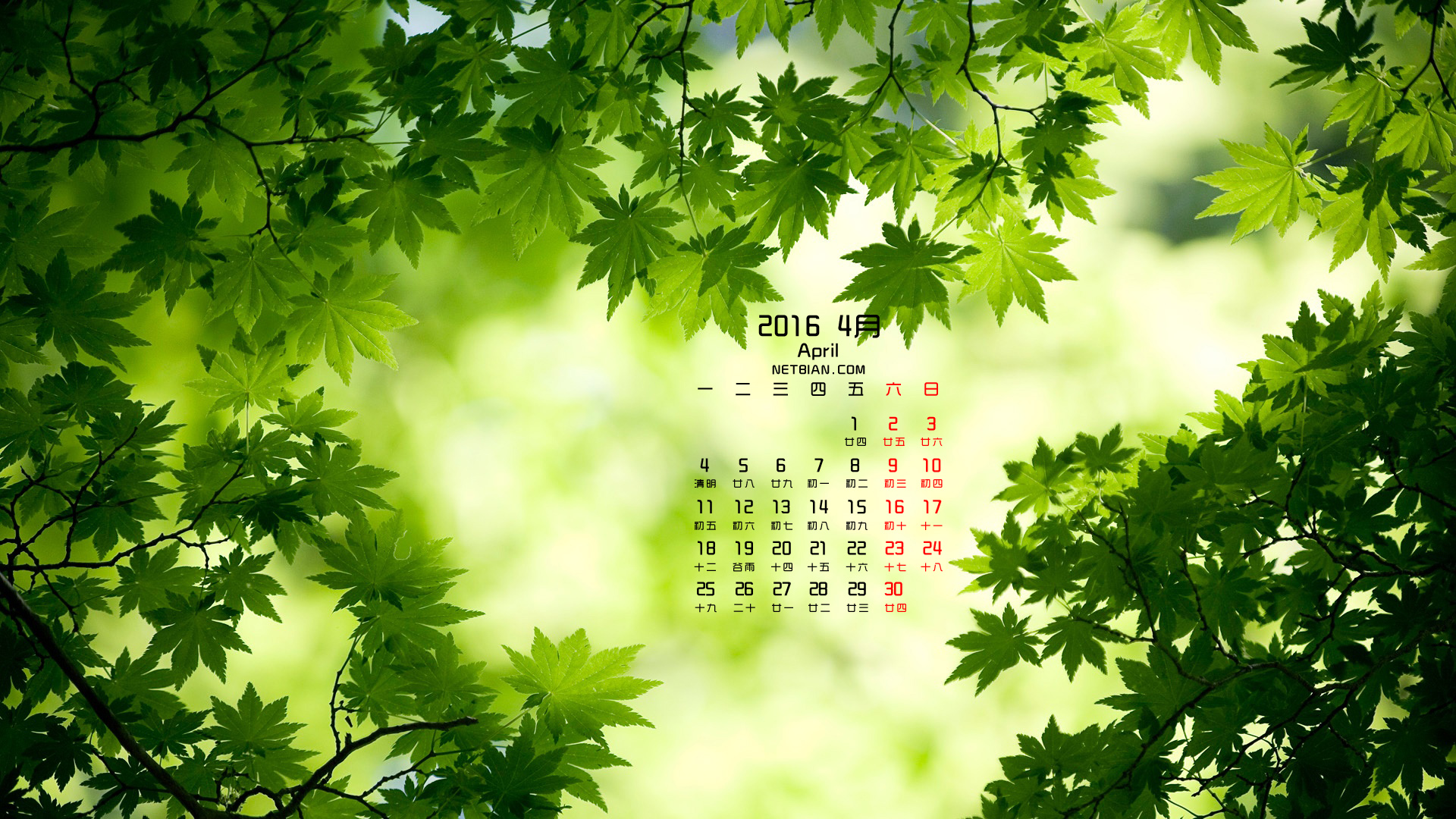 绿色枫叶2016年4月日历桌面高清壁纸