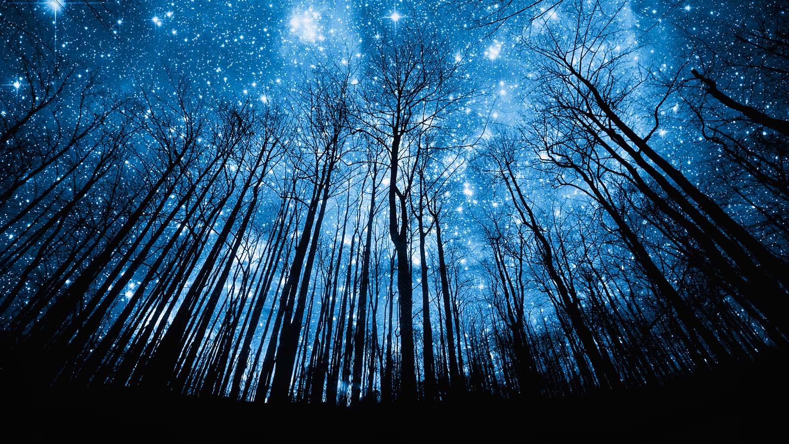 夜晚森林桌面高清壁纸