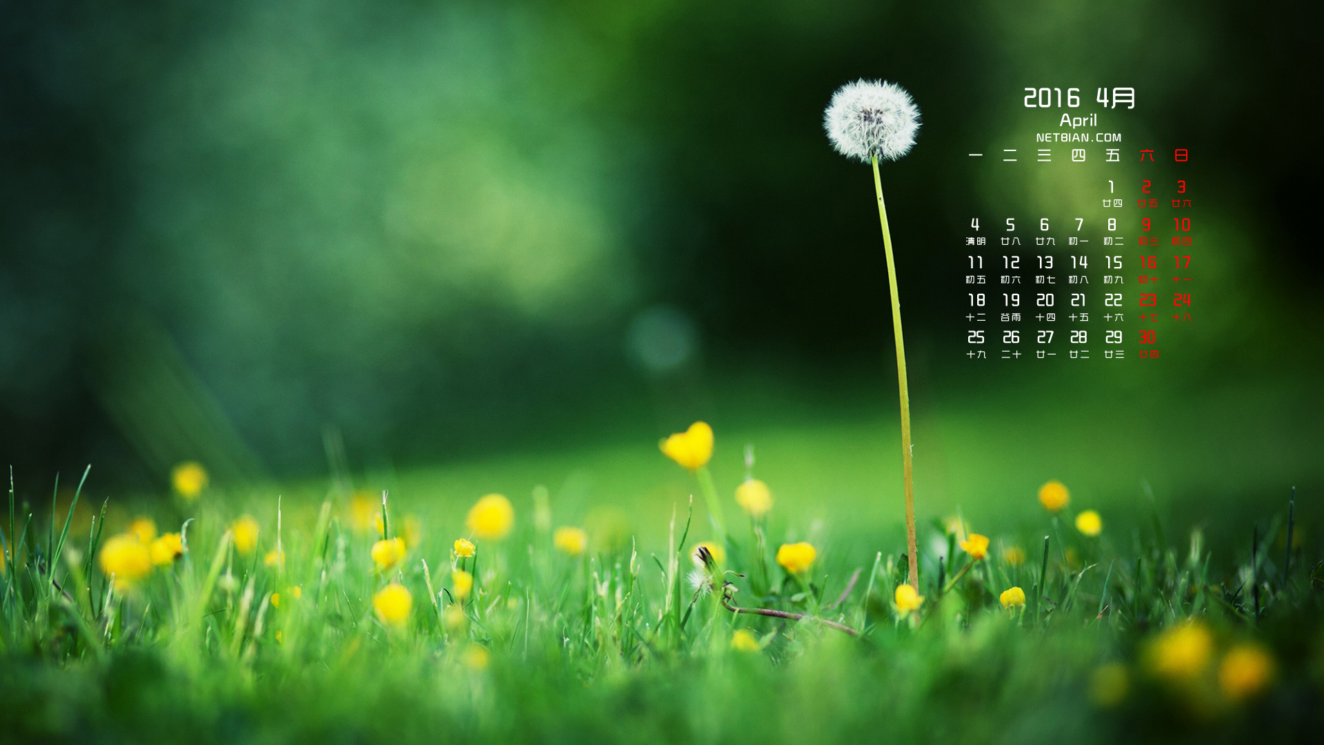 蒲公英小花绿色草地2016年4月日历桌面高清壁纸