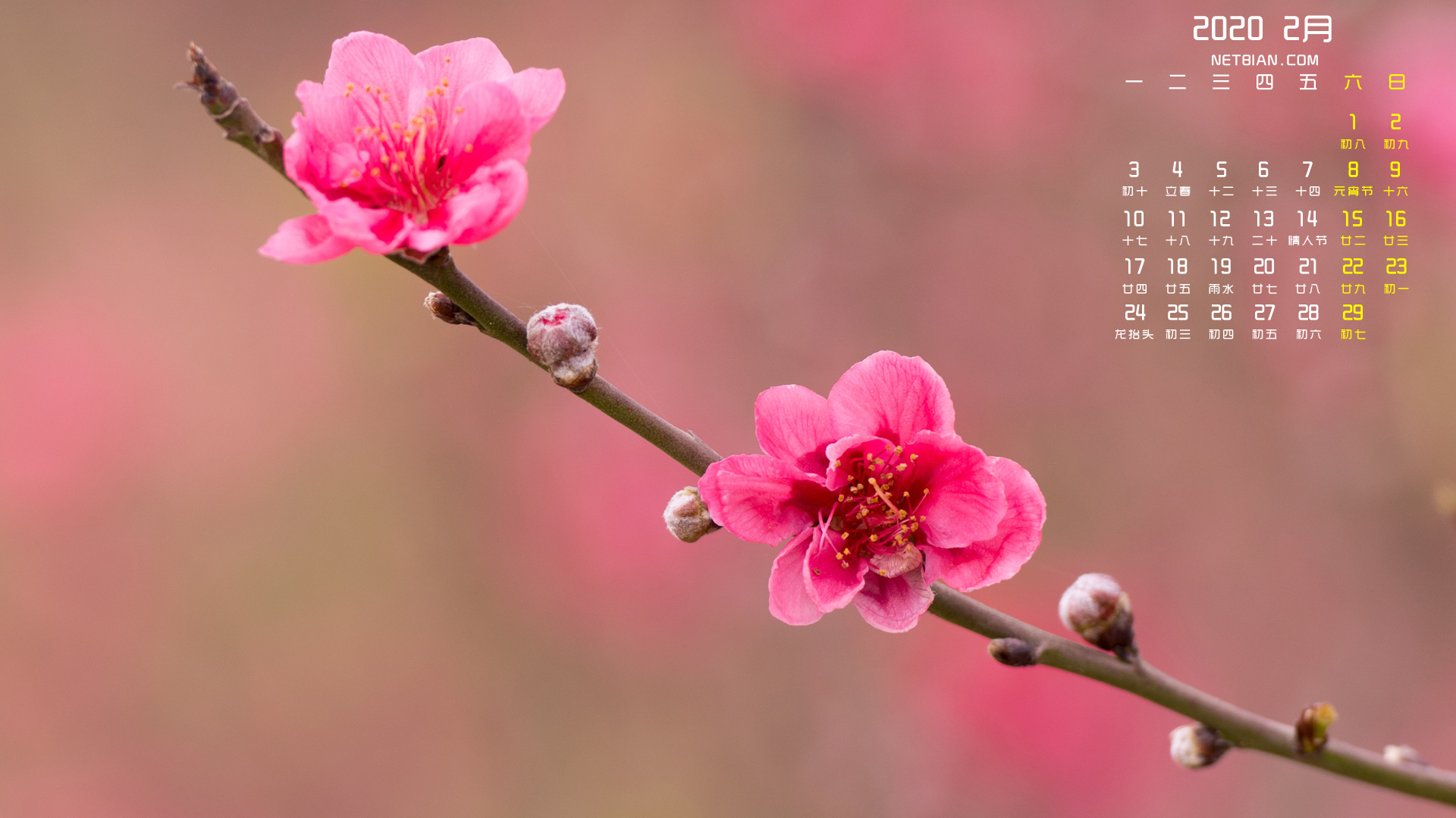 桃花2020年2月日历精选桌面高清壁纸