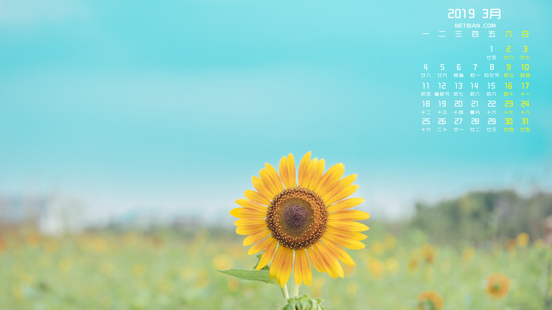 向日葵2019年3月日历高清壁纸