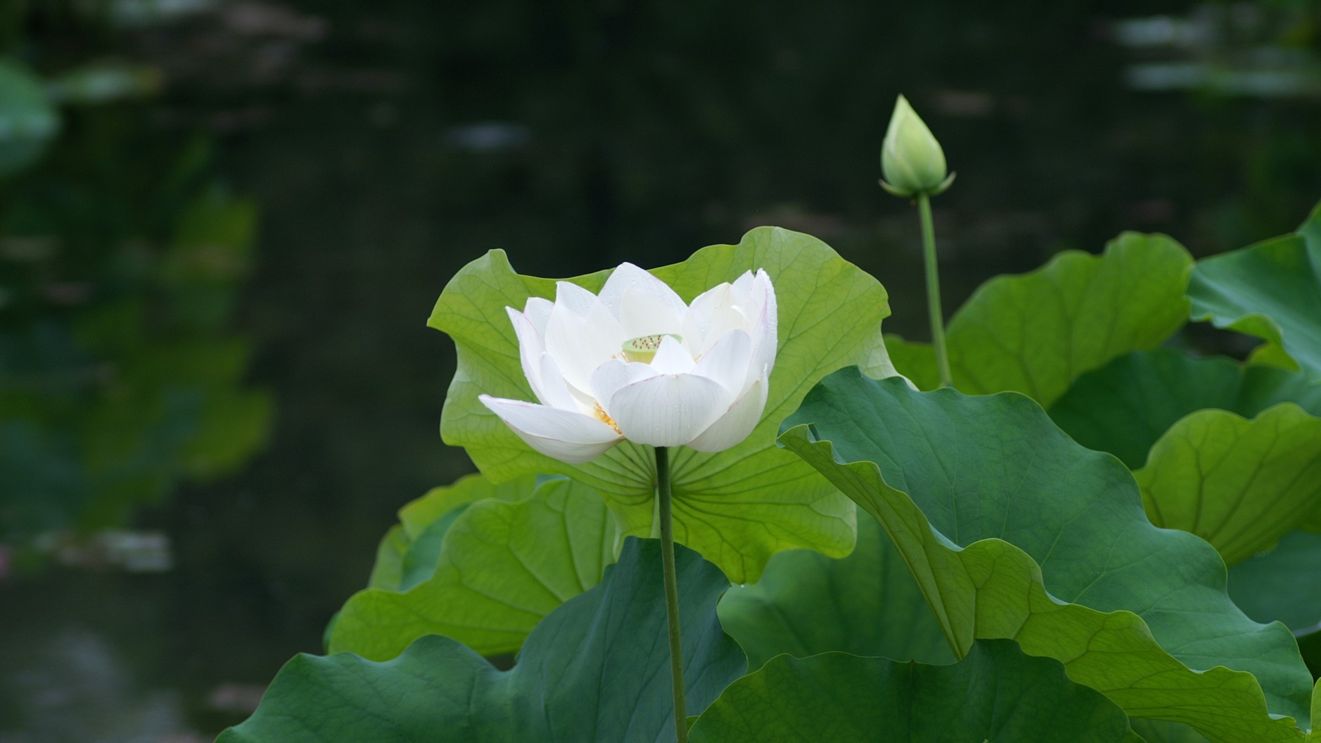 池塘荷花白色睡莲桌面高清壁纸