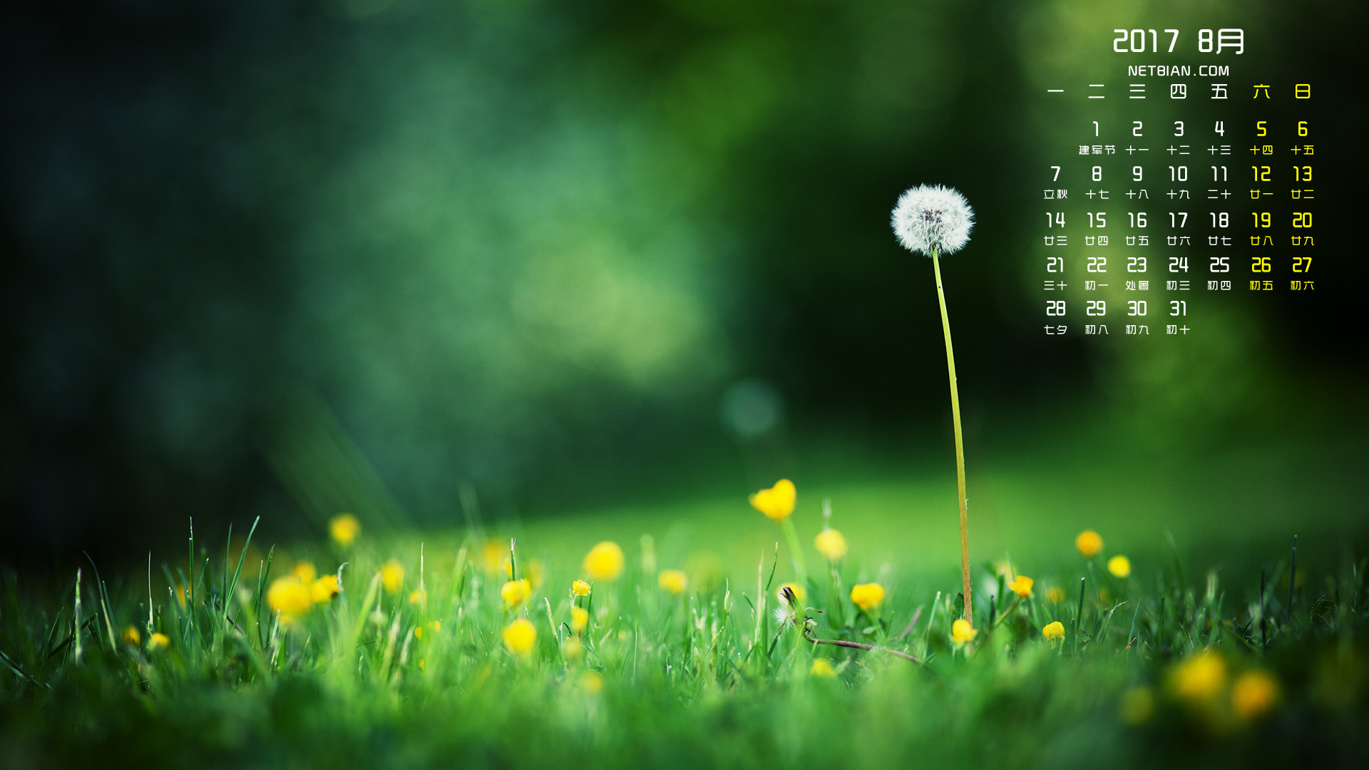 蒲公英2017年8月日历桌面高清壁纸