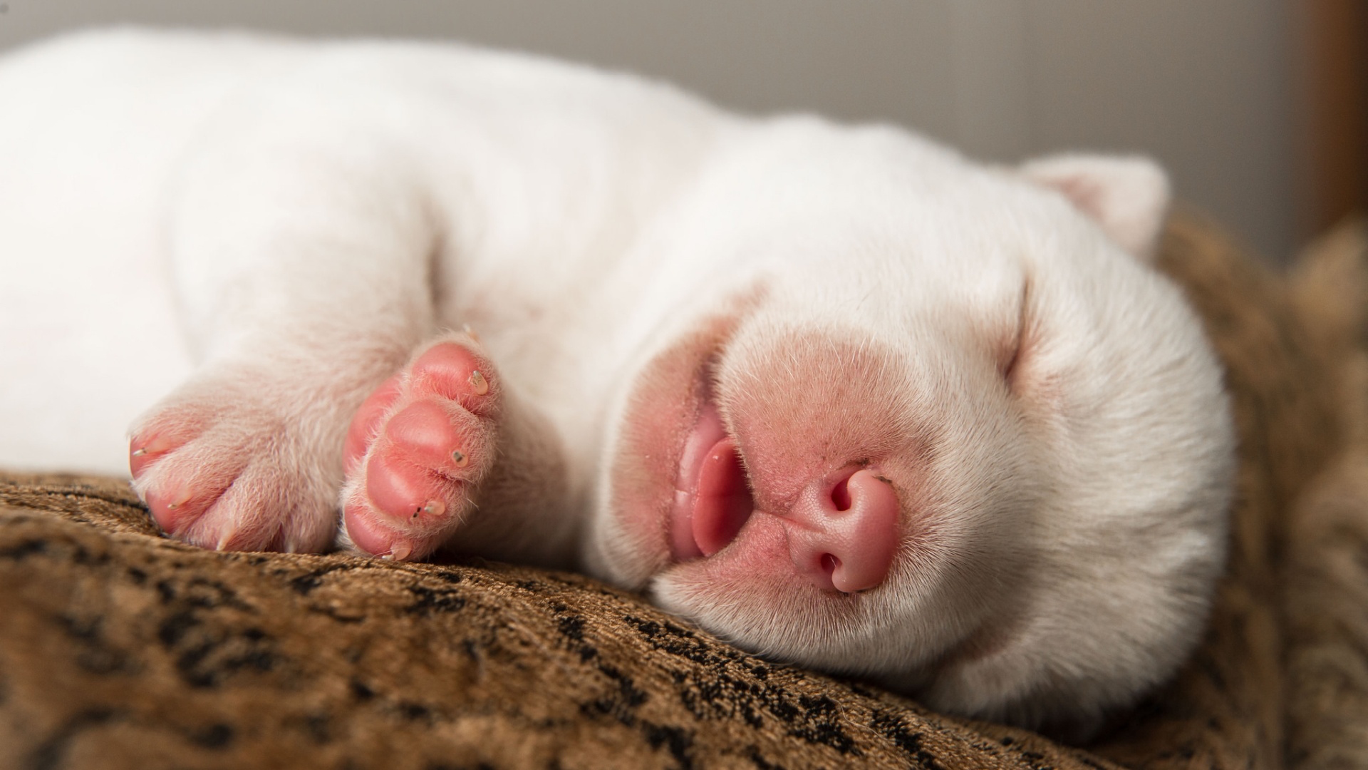 睡觉的可爱的小狗高清壁纸