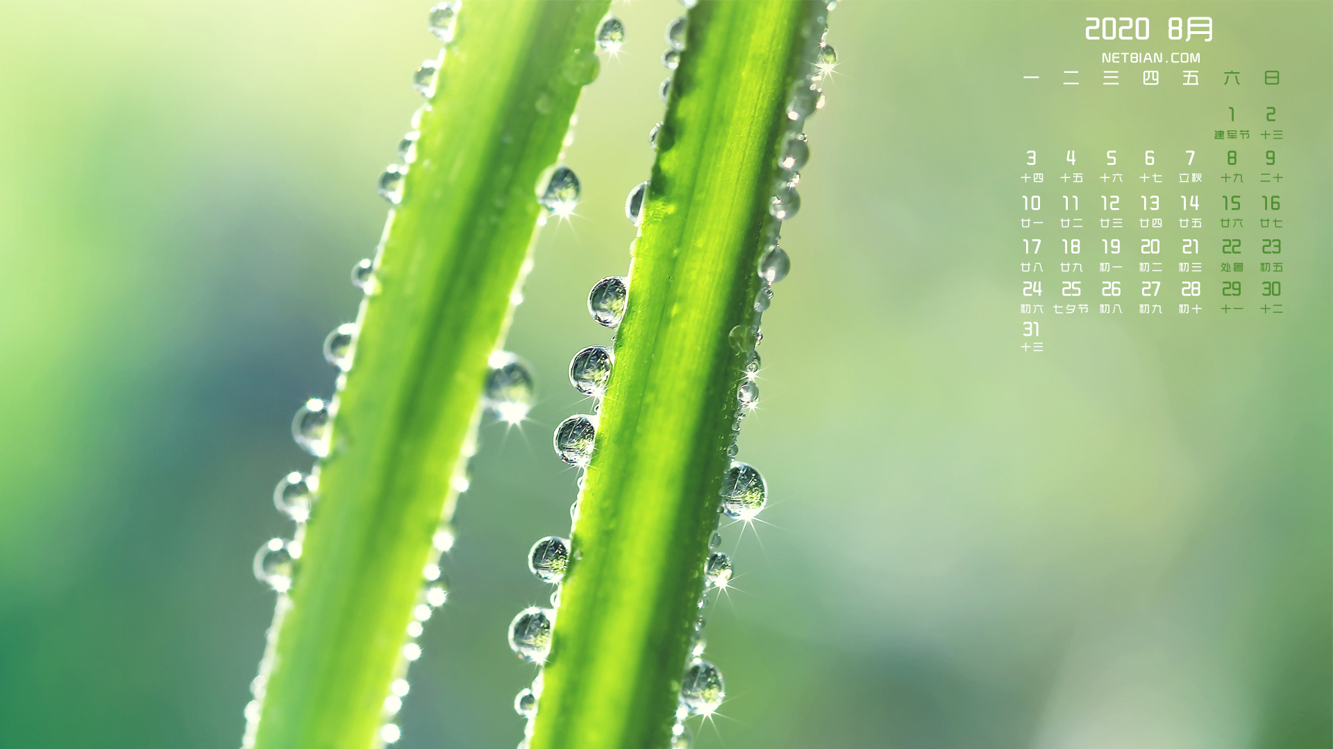 绿色植物水珠2020年8月日历桌面高清壁纸