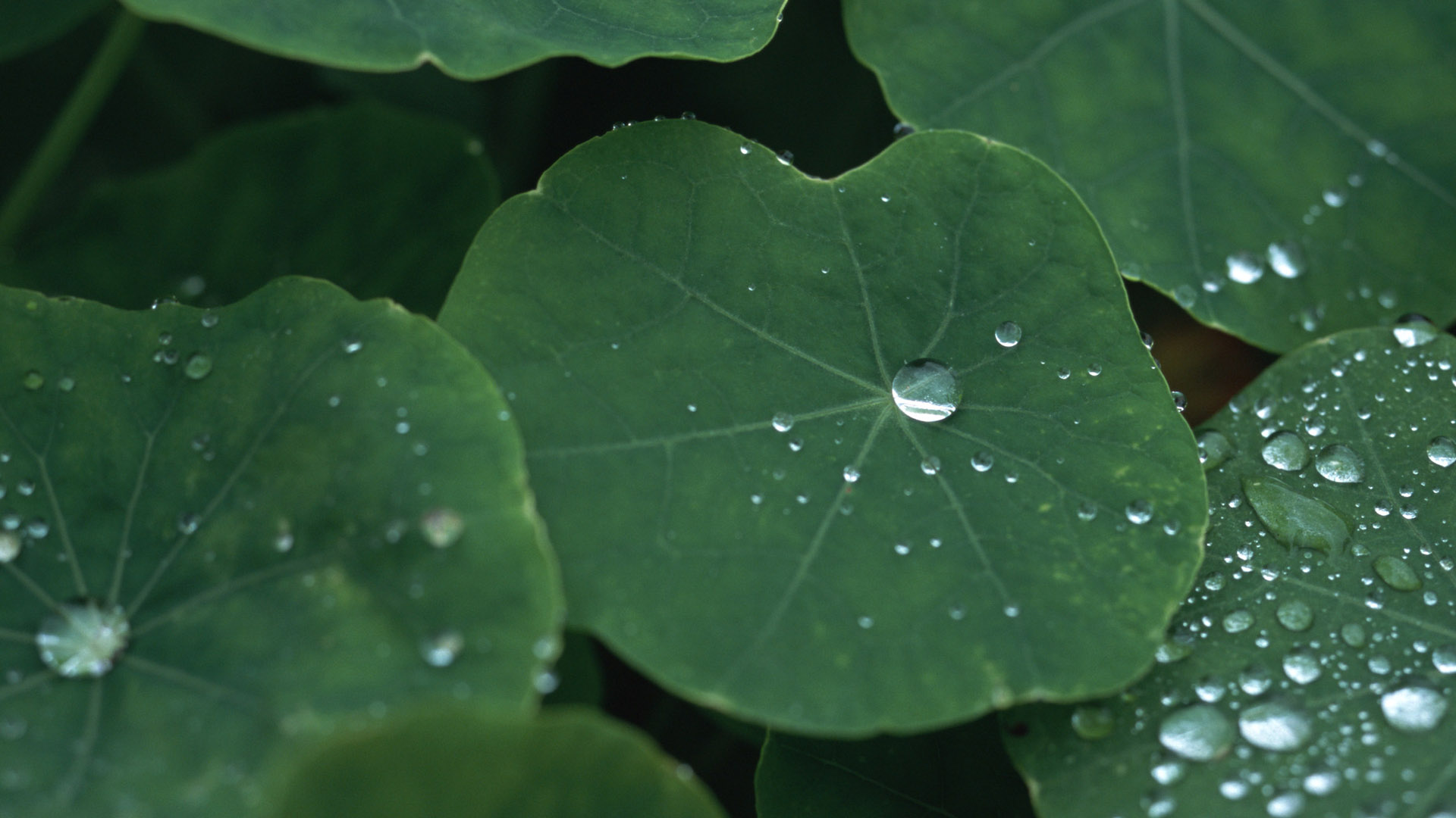 荷叶水珠桌面高清壁纸