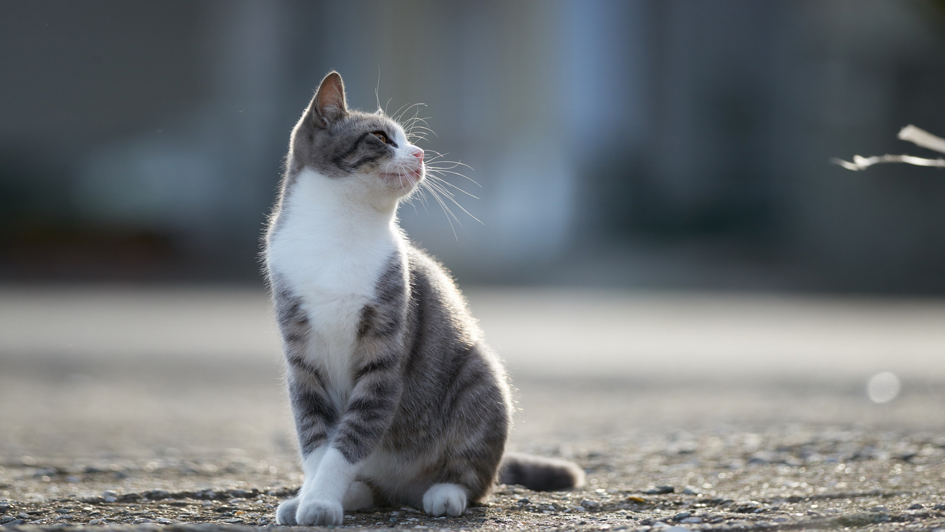 猫优雅的站姿可爱高清壁纸