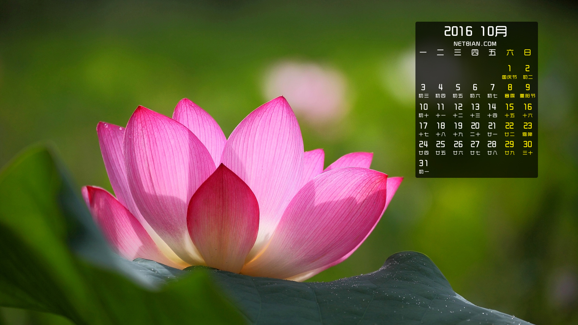 莲花2016年10月日历桌面高清壁纸