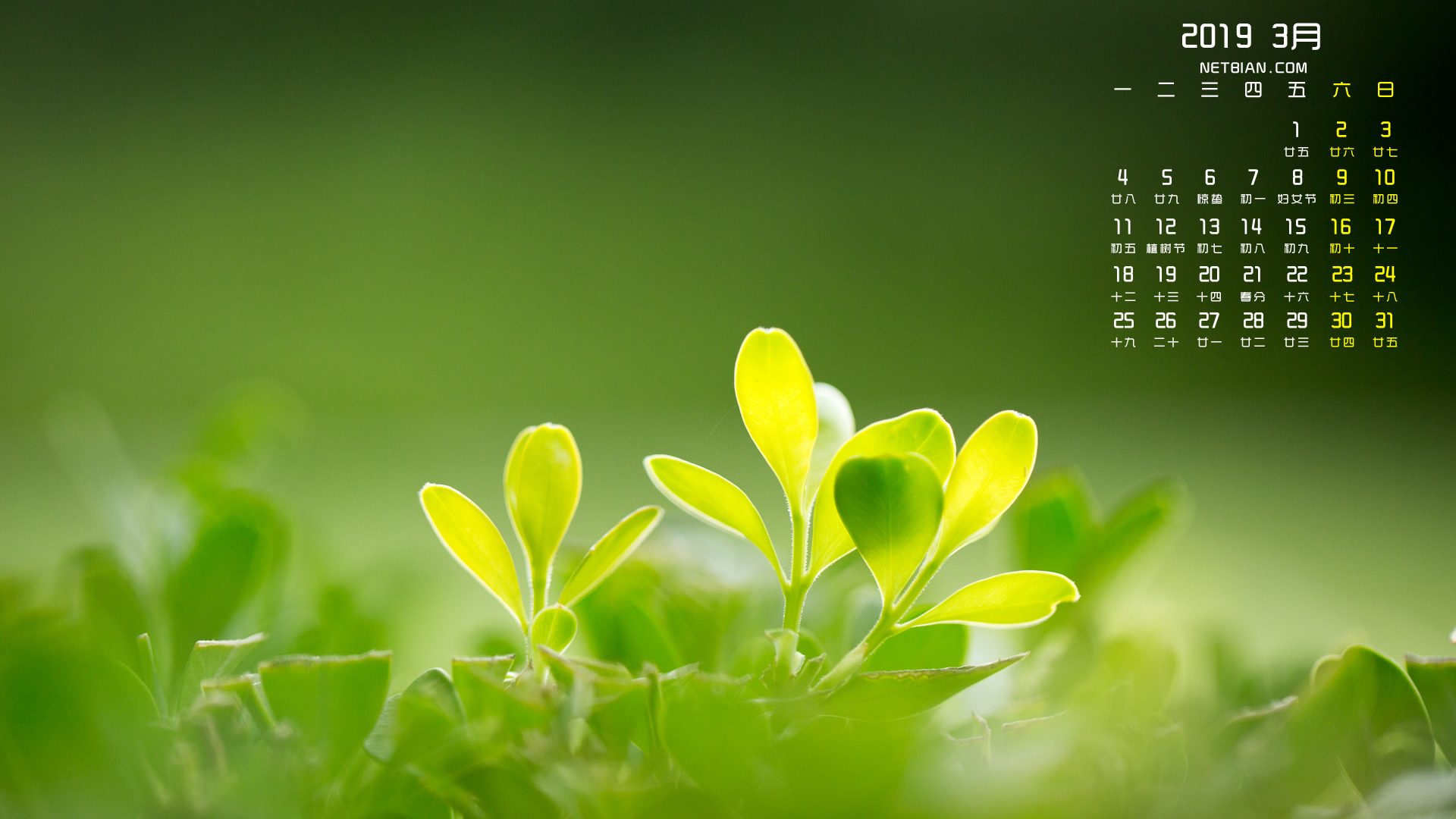 绿色树叶2019年3月日历桌面高清壁纸护眼