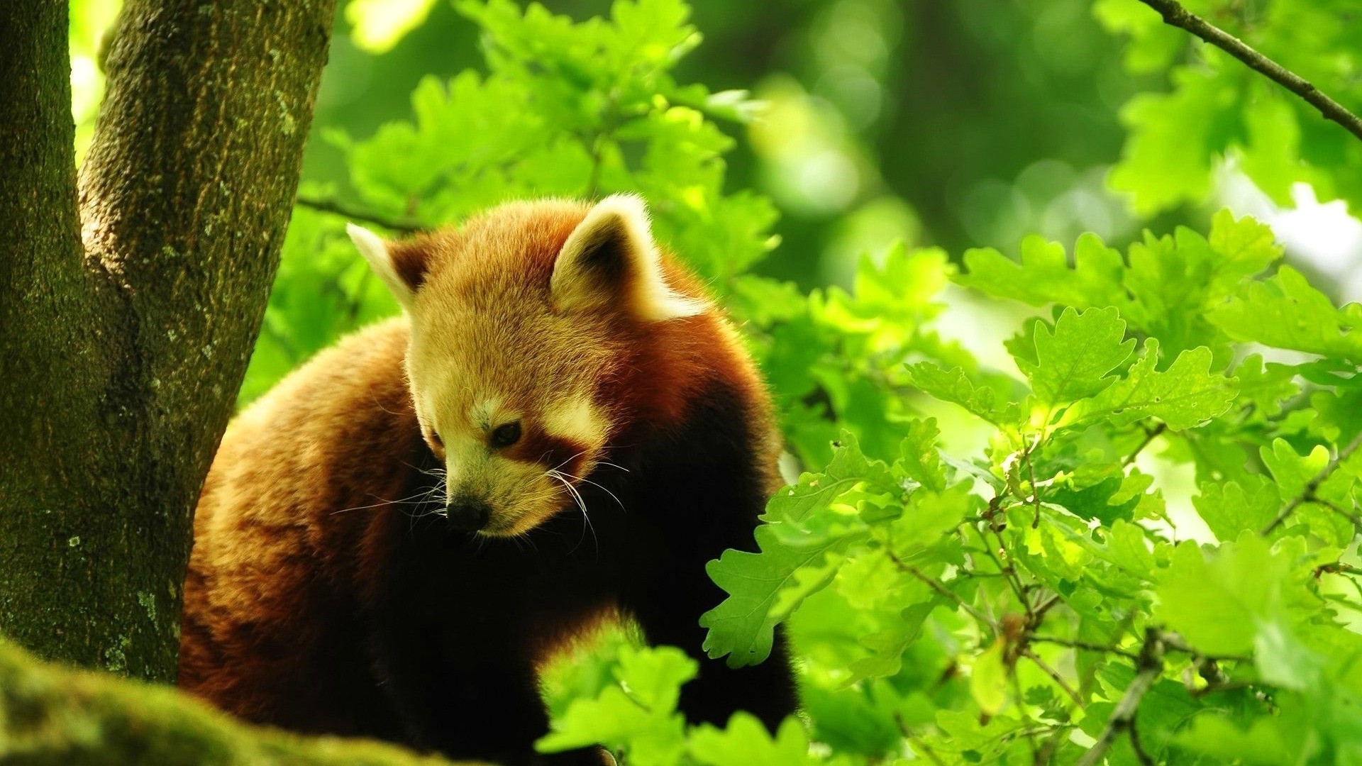 小熊猫，森林，林木，自然，绿色枝叶，动物图片，小熊猫桌面高清壁纸