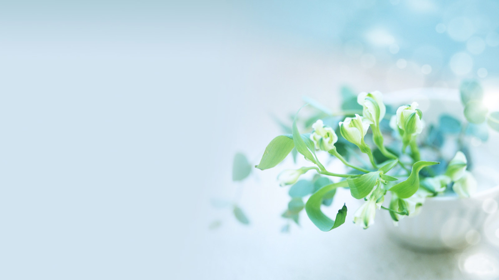 清新淡雅的花桌面图片