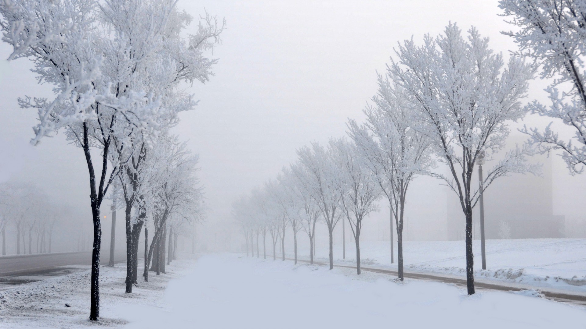 路,树,雪,步行,冬天自然图片高清壁纸