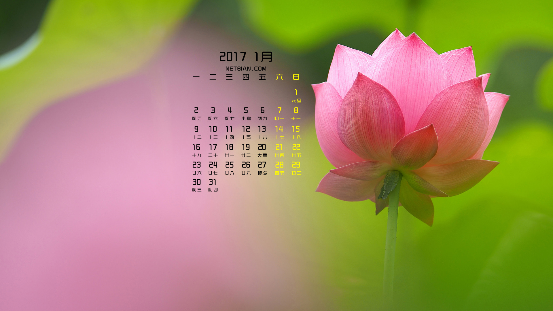 莲花2017年1月日历桌面高清壁纸