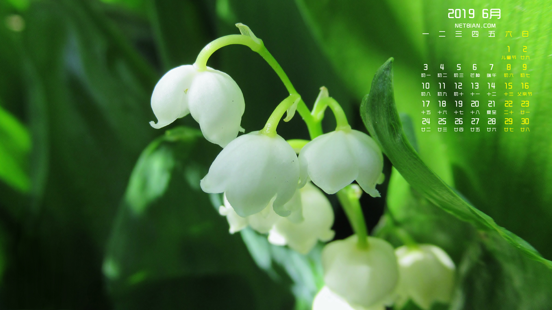 铃兰2019年6月日历桌面高清壁纸