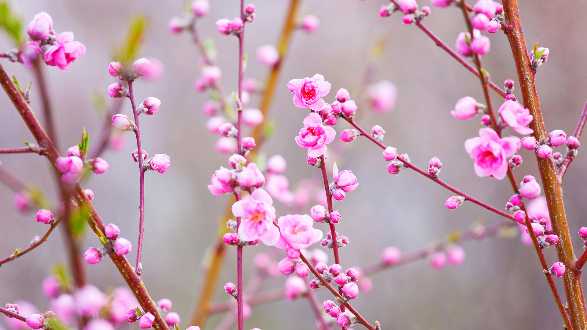 春天桃花风景桌面高清壁纸