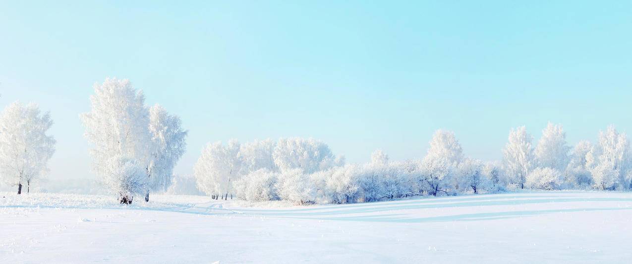 冬天雪景树雪地3440x1440带鱼屏高清壁纸