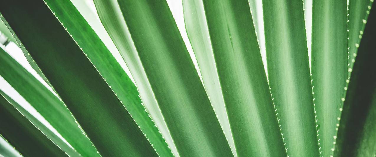热带植物特写简约背景带鱼屏高清壁纸