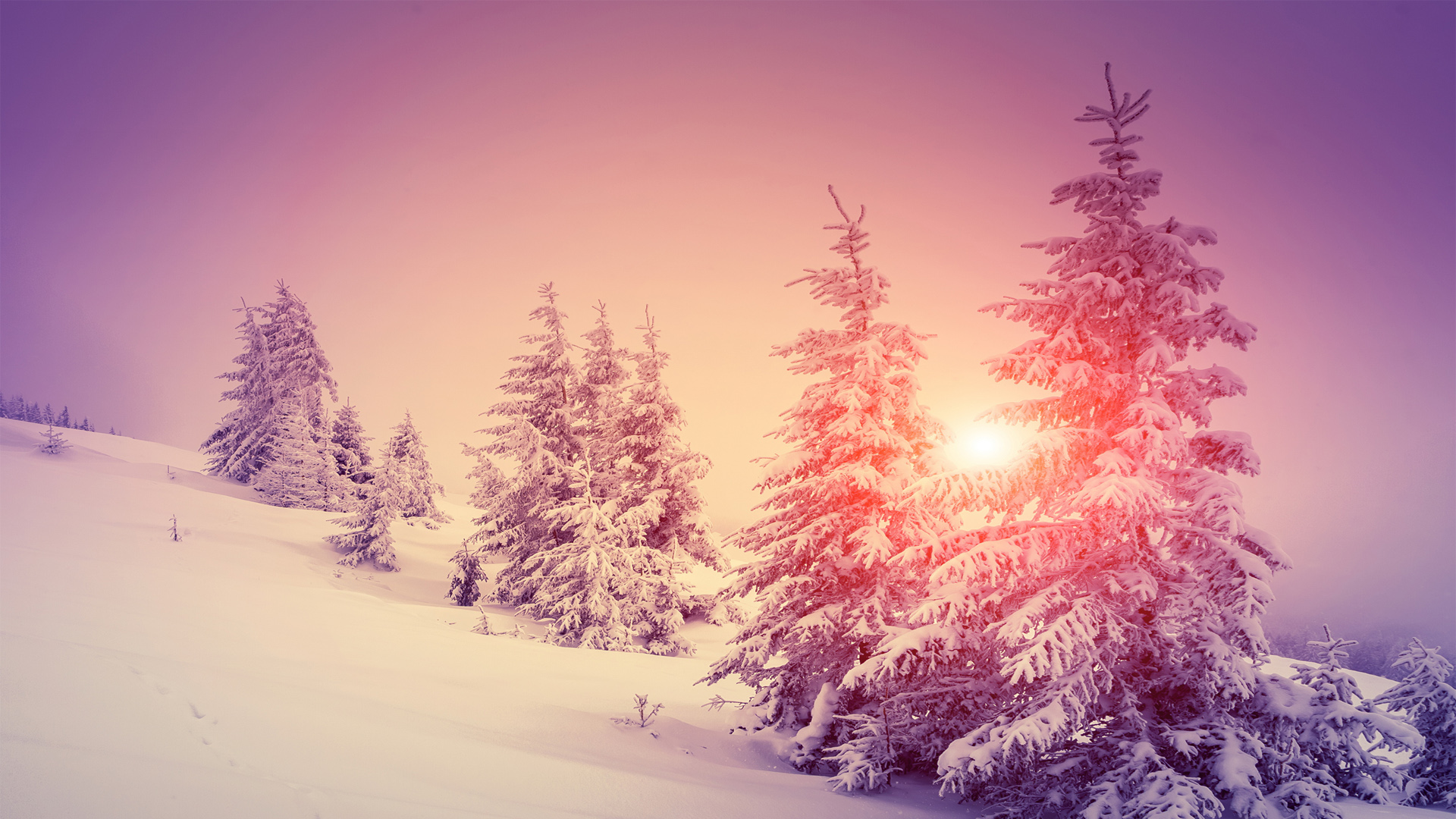 冬天雪景树木太阳风景桌面高清壁纸