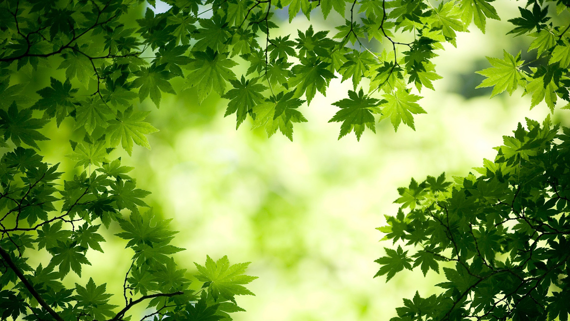 绿色枫叶精选晰高清壁纸