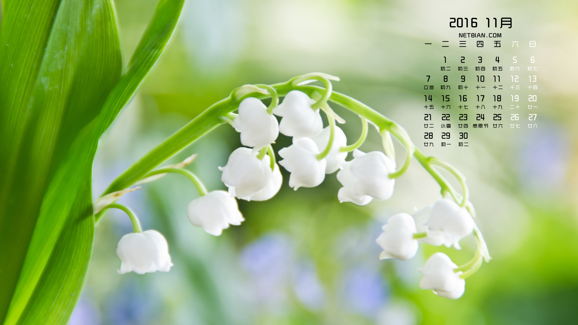 铃兰花2016年11月日历桌面高清壁纸