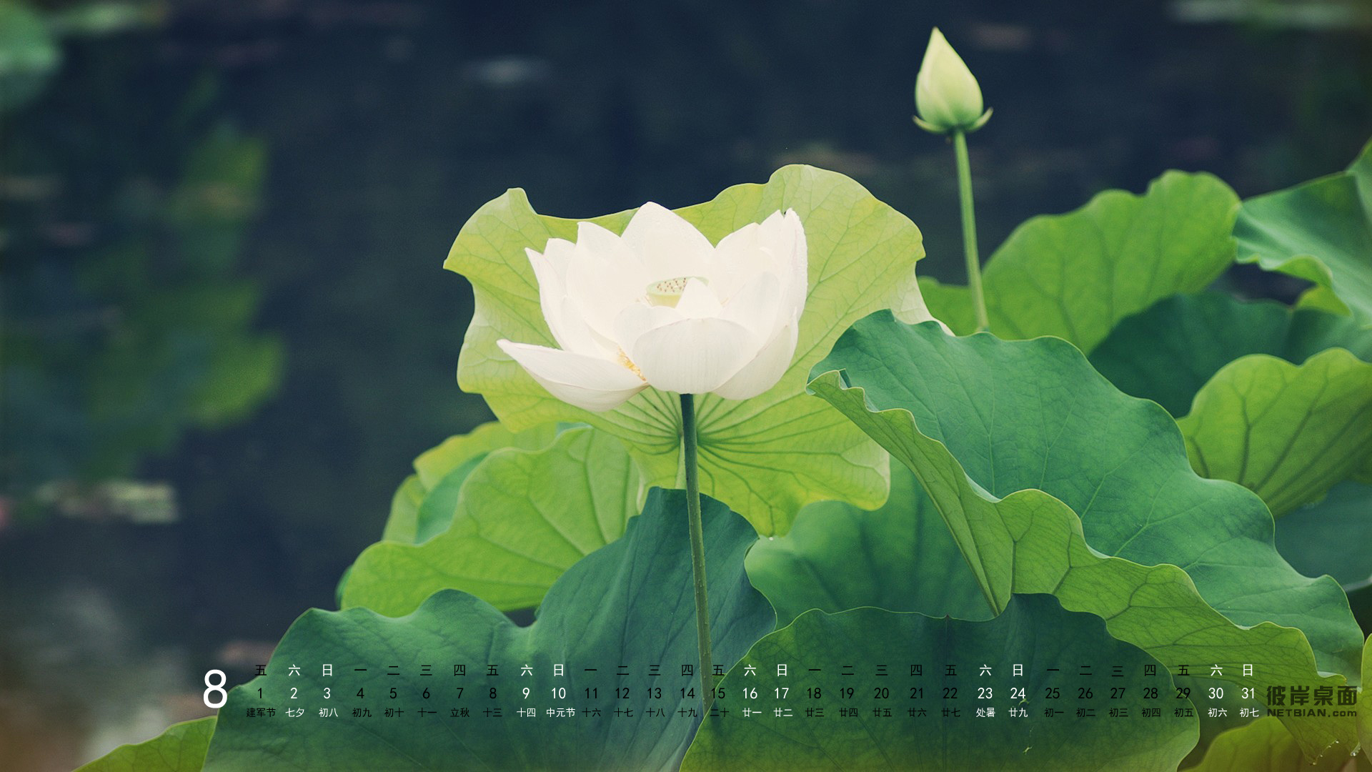 彼岸桌面2014年8月日历桌面高清壁纸 荷花