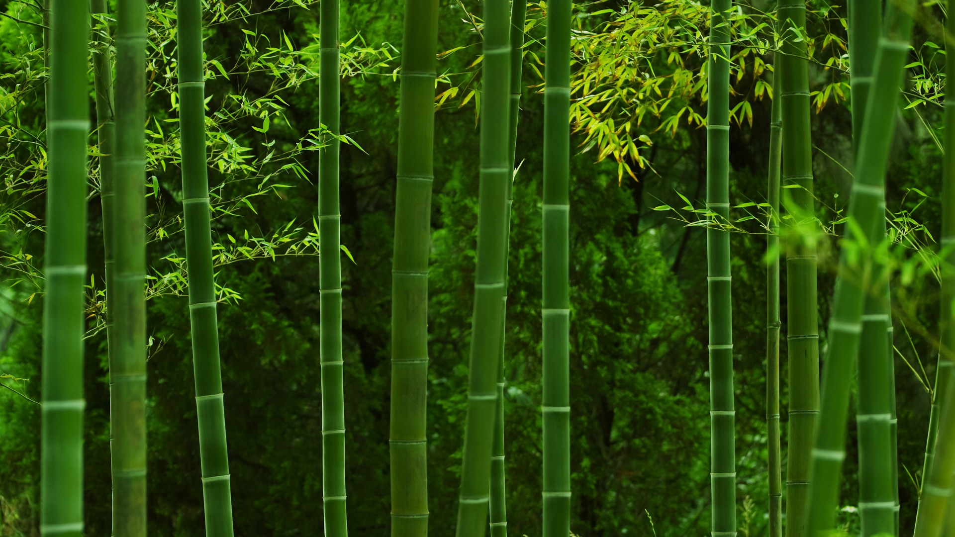 唯美的绿竹林摄影风景桌面高清壁纸