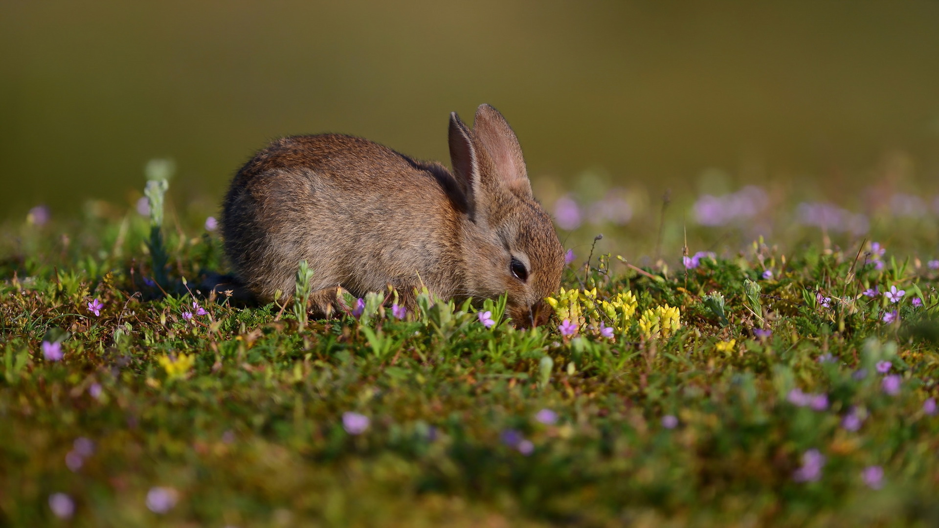 野兔,草地,自然夏天图片,动物高清壁纸