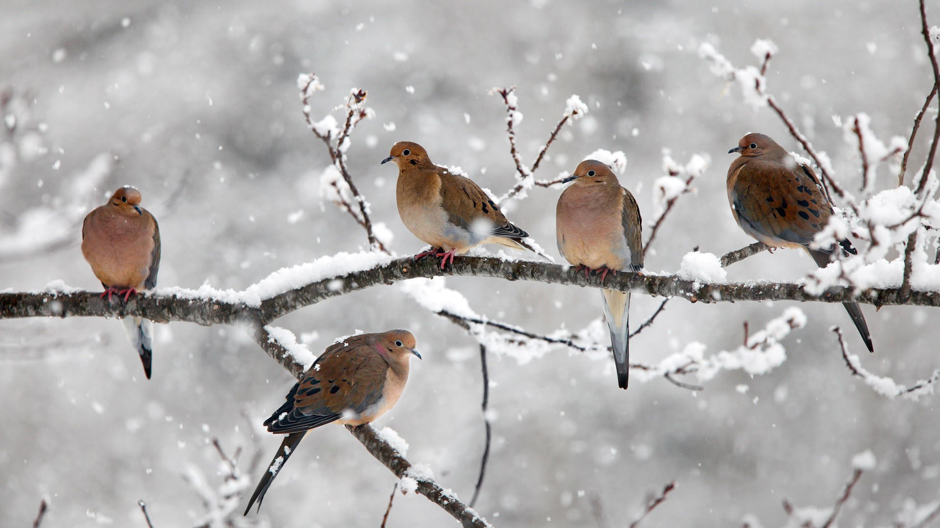 鸟,哀鸽,冬天雪景,树枝,哀鸽高清壁纸