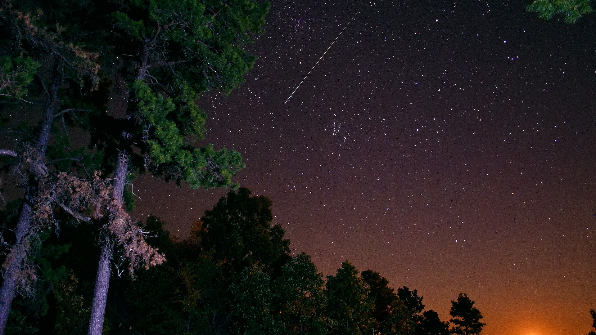 夜晚星星天空森林松树风景桌面高清壁纸