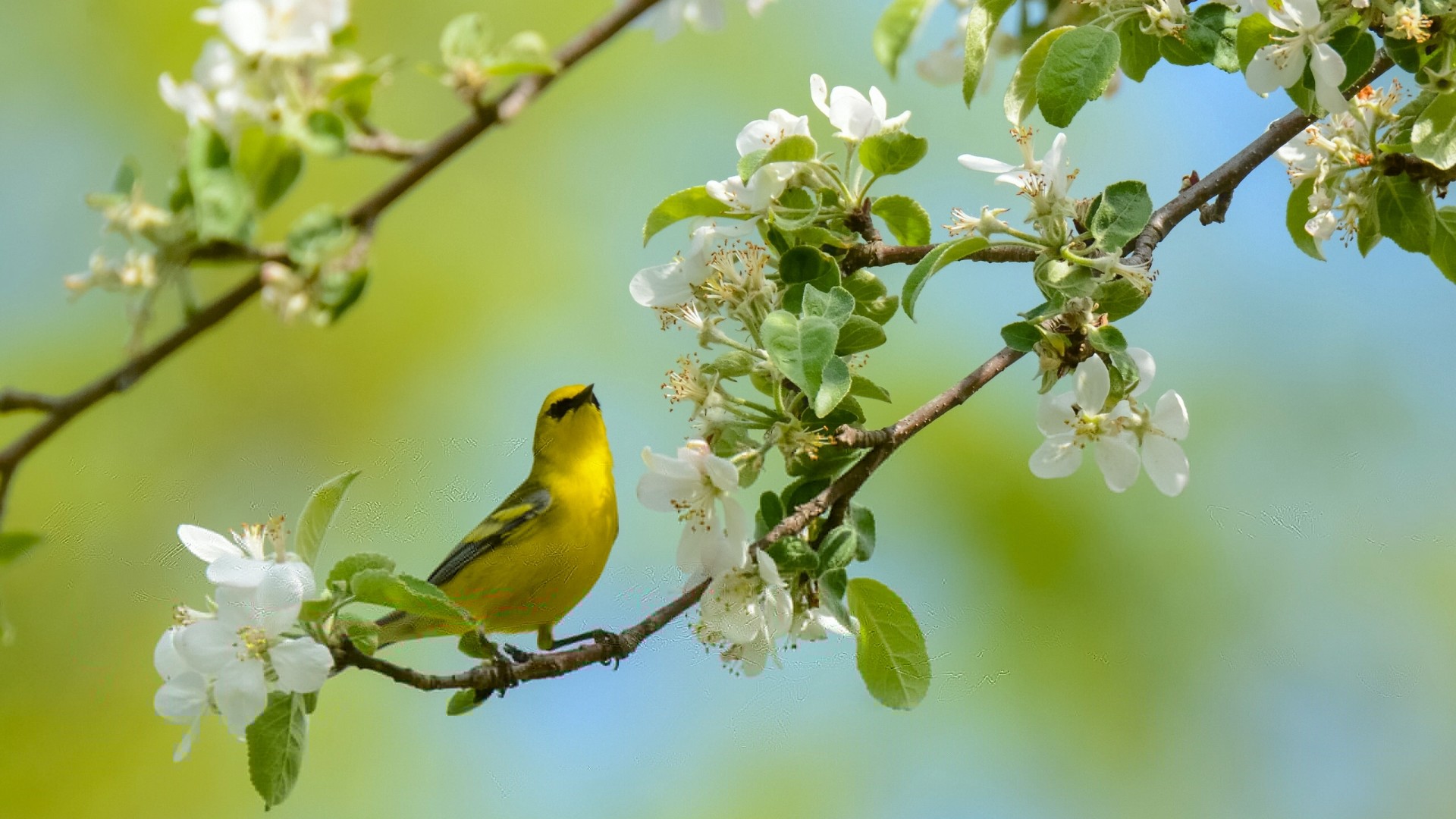 歌手,唱歌,鸟,树枝,梨花,春天风景,动物高清壁纸