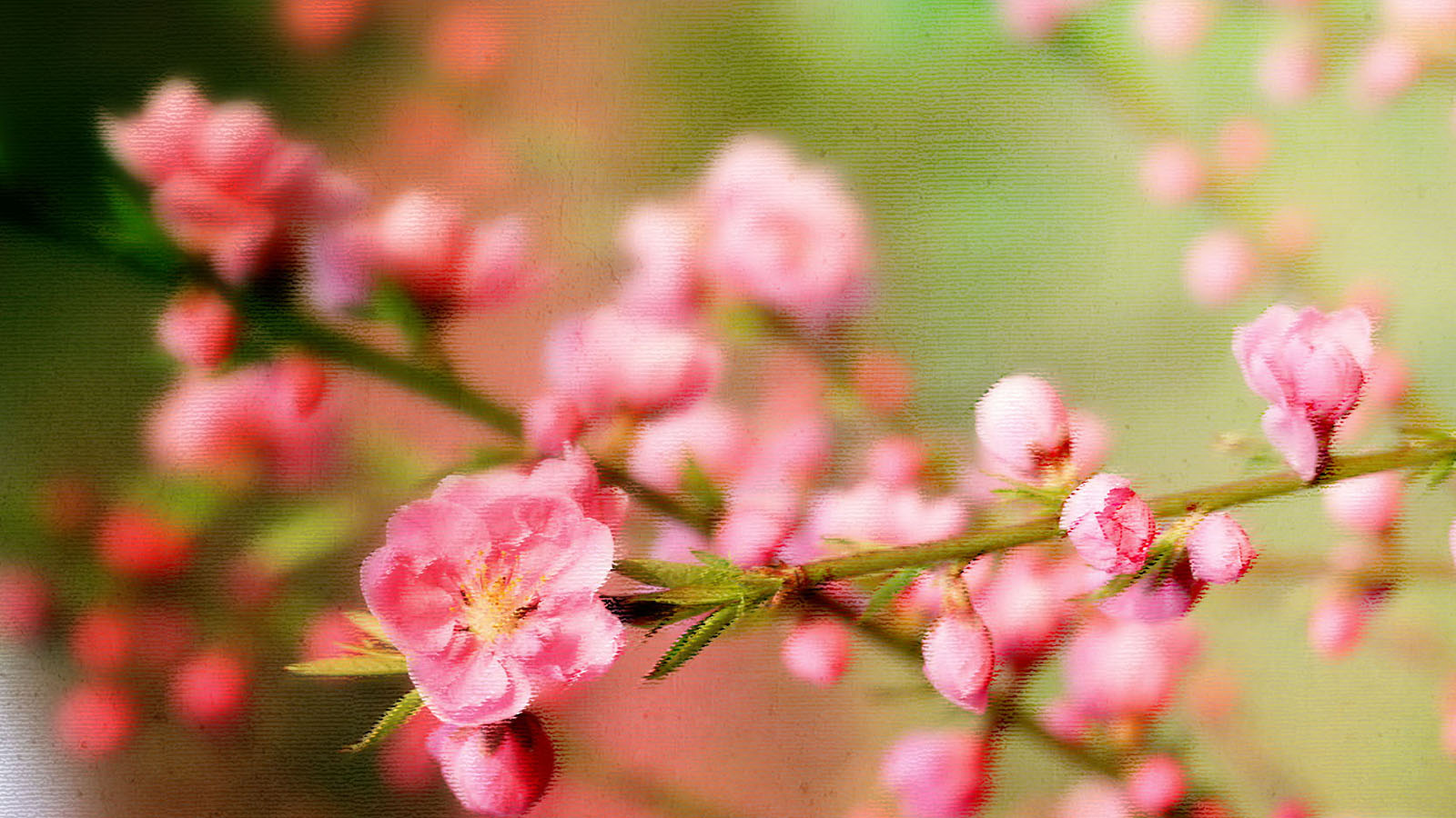 花容月貌桃花高清壁纸
