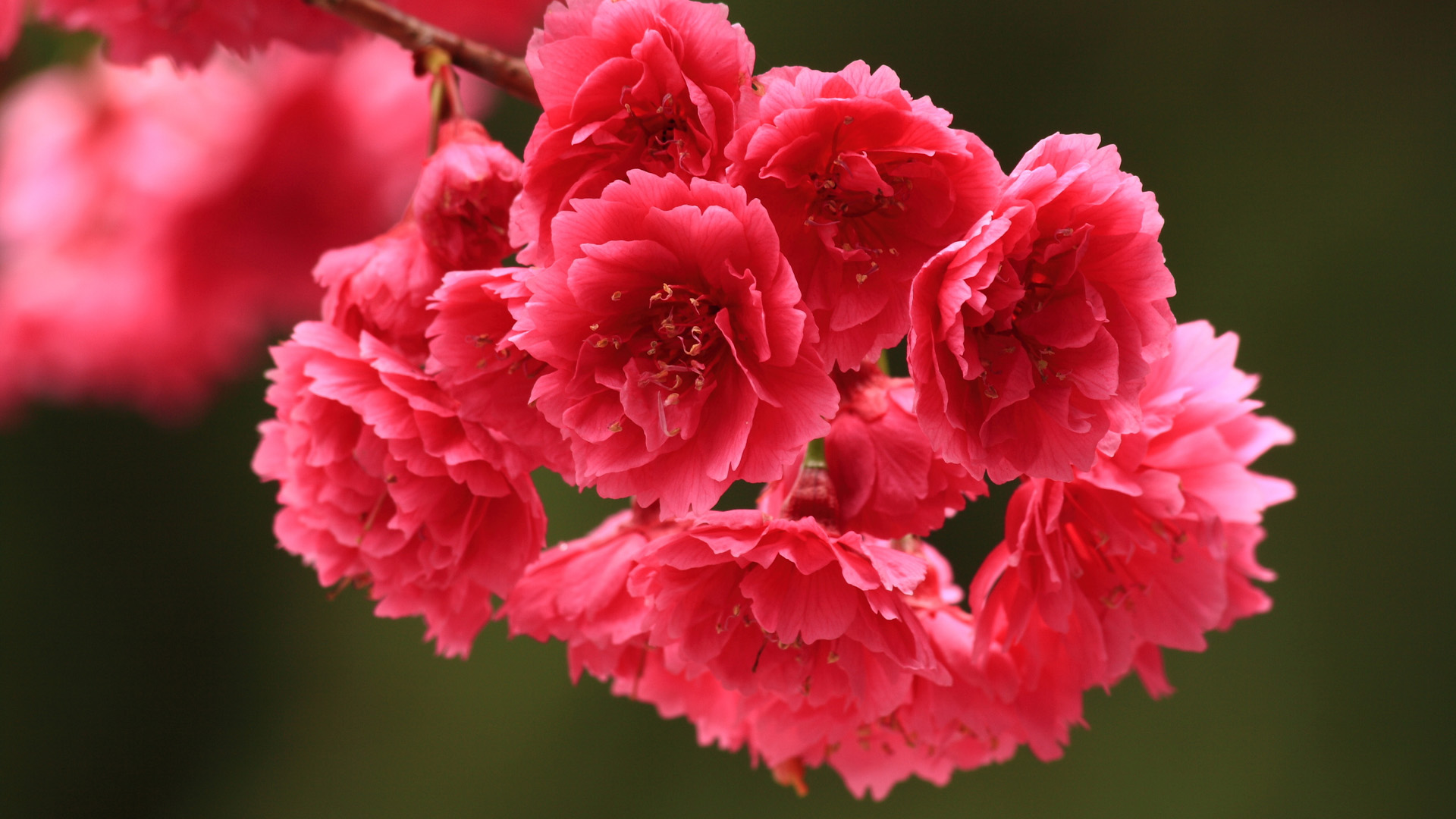 漂亮粉色花朵桌面高清壁纸