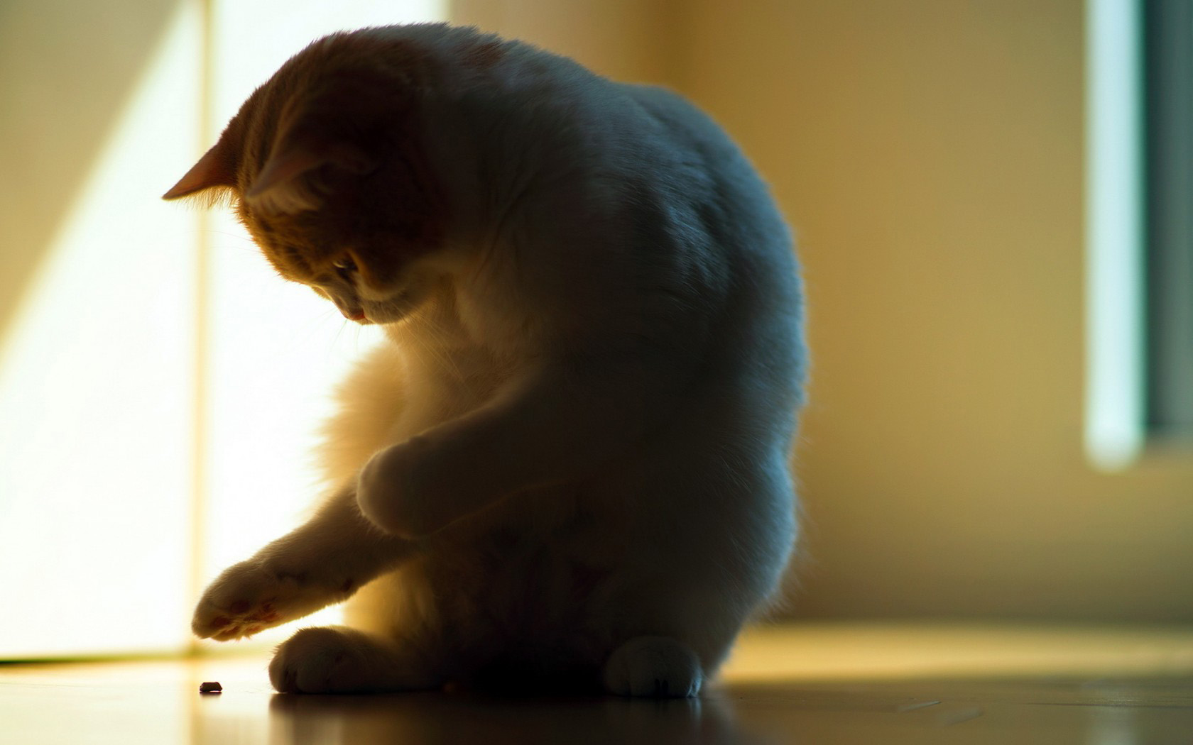 玩耍的小猫桌面高清壁纸