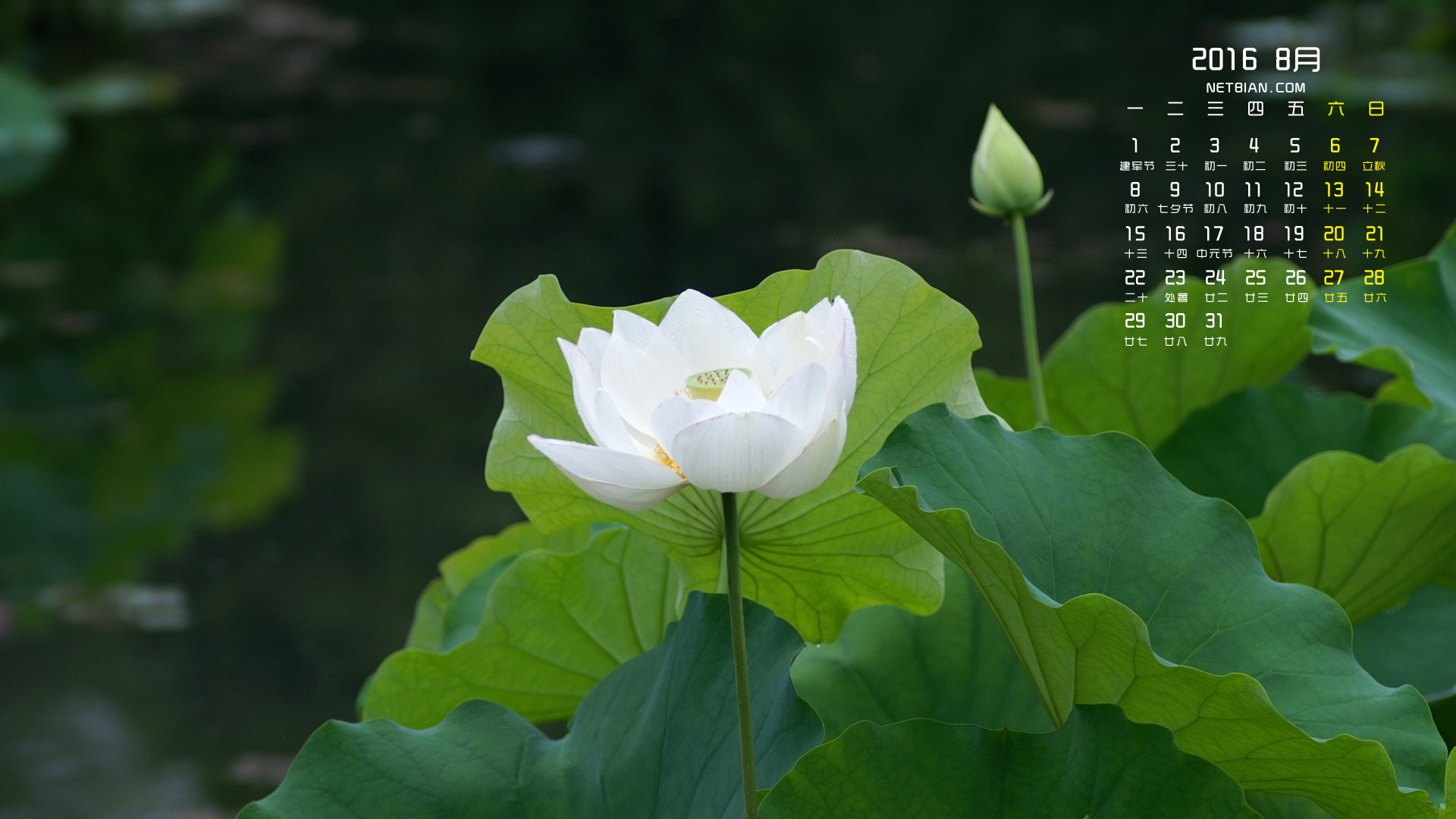 白荷花2016年8月日历桌面高清壁纸